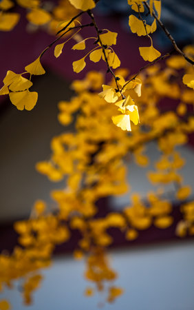 Yellow ginkgo leaves in autumn, ginkgo bilobaの写真素材