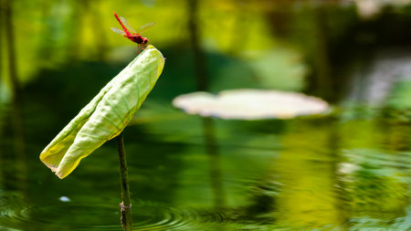 Dragonfly sitting on a lotus leaf in a pond with reflectionの写真素材