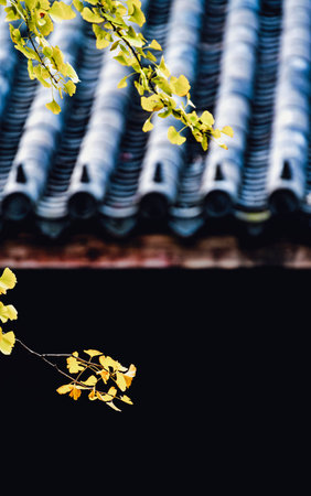 Yellow ginkgo leaves on the roof of a Japanese temple.の写真素材