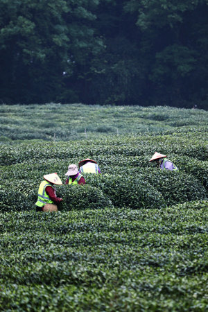 tea plantationの写真素材