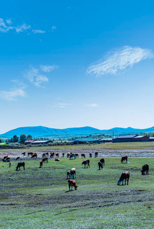 Group of cows on a meadow with blue sky and mountain backgroundの写真素材