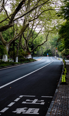 Asphalt road in the park with trees on both sides and green background.の写真素材