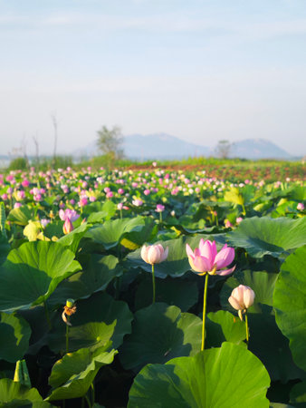 Lotus flower and Lotus flower plants in the pond at Chiangmai, Thailandの写真素材