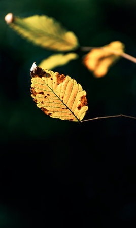 Autumn leaves on a dark background. Shallow depth of field.の写真素材