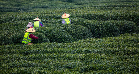 tea picker at the tea plantation.の写真素材