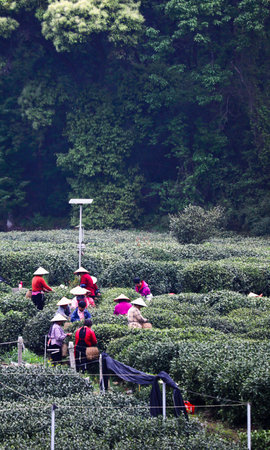 tea pickers at the tea plantation in the town of Mae Salong north of the city Chiang Rai in North Thailand.の写真素材