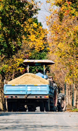 Tractor loaded with freshly harvested wheat on the street in autumn.の写真素材