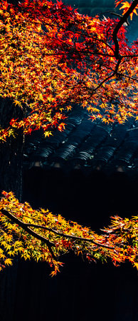 Maple leaves in autumn season at kyoto japan.の写真素材