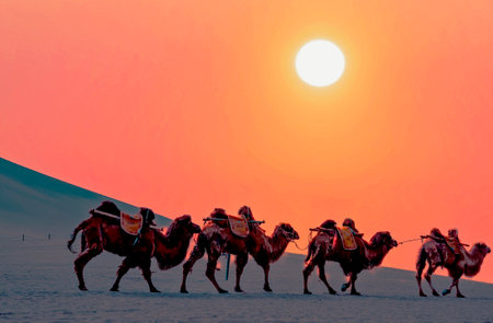 Camel caravan in the desert at sunsetの写真素材