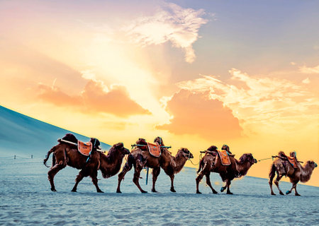 Camel caravan in the desert at sunset time. Travel concept.の写真素材