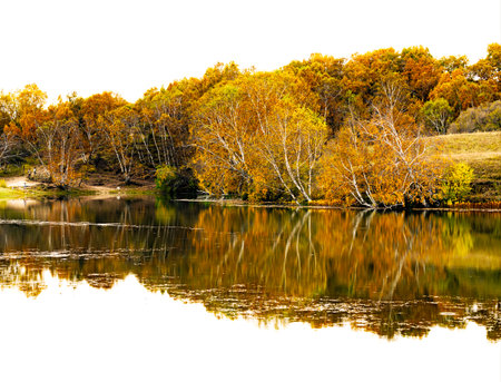 Autumn landscape with river and yellow trees reflected in the water.の写真素材