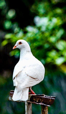 White Pigeon on a wooden post in the park, Thailand.の写真素材