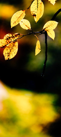 autumn leaves on the tree in the forest with bokeh