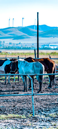 Herd of horses in the paddock on a farm in Californiaの写真素材