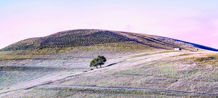 Lonely tree on a hillside