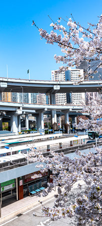 Cherry blossom at Shinjuku Station in Tokyo, Japanの写真素材