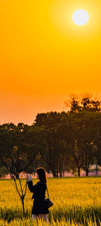 Silhouette of Asian woman taking a photo in rice field at sunset