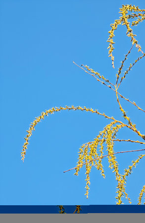willow branches on a background of the blue sky in early spring