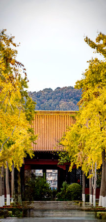 Ginkgo biloba in autumn.の写真素材