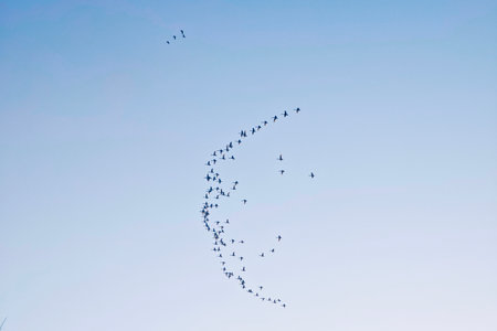 Flock of birds flying in the blue sky. Group of birdsの写真素材