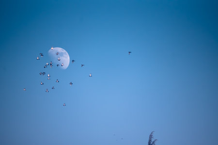 Birds flying in the blue sky with the moon in the backgroundの写真素材