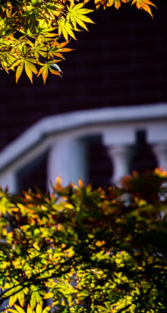 Maple leaves in autumn season, Japan. Selective focus.の写真素材