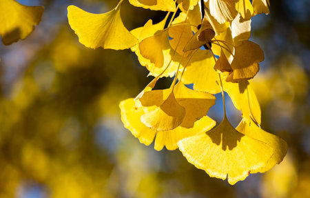 Yellow ginkgo leaves on a branch in autumn, close upの写真素材