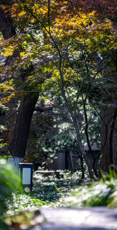 Autumn leaves in a park in Tokyo, Japan in a sunny day.
