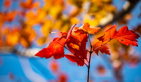 Red autumn leaves on the branches of a tree against the blue sky
