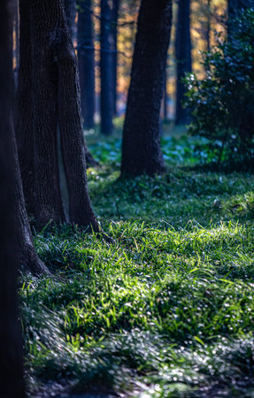 Beautiful green grass in the forest at sunset. Selective focus