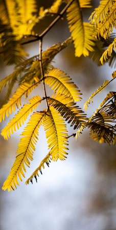 Close up of yellow leaves of Acacia auriculata in autumnの写真素材