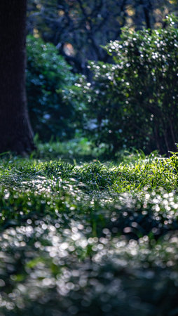 Morning dew on the grass in the park. Selective focus.