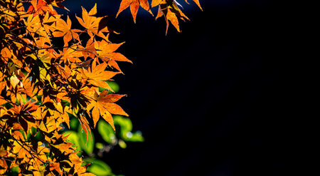 Maple leaves in autumn season with dark background and copy space.