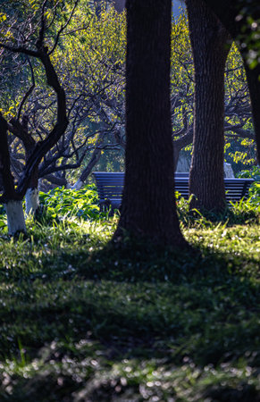 Park in the morning. Sunlight through the trees and grass.の写真素材