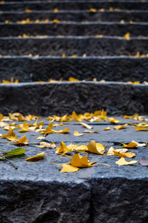 Ginkgo leaves on the stairs in autumn season, note shallow depth of field