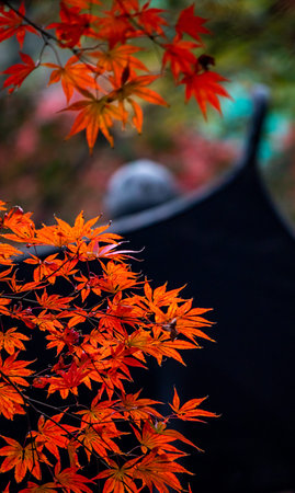 Autumn leaves in Japanese garden, closeup of photo