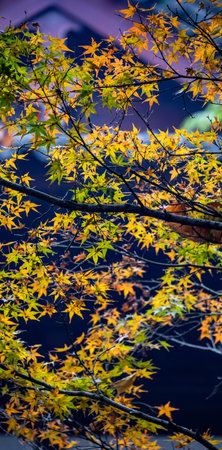 Maple leaves in autumn season, Japan. (Selective focus)