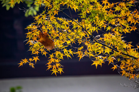 Maple tree with yellow leaves in autumn, Kyoto, Japan.