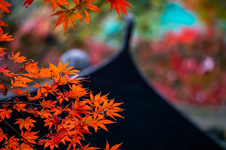 Maple leaves in autumn, Japan. Selective focus and shallow depth of field.