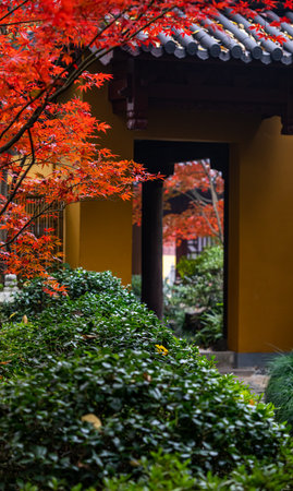 Beautiful japanese garden with red maple tree in autumn seasonの写真素材