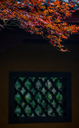 Autumn leaves on the tree in the garden with window background.の写真素材