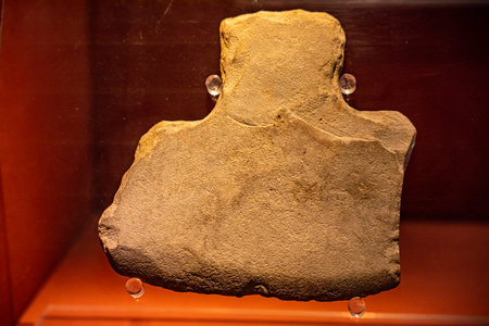 Dinosaur fossil in the Museum of the Paleontology in Istanbul, Turkeyの写真素材