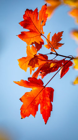Red maple leaves on blue sky background in autumn, shallow depth of field