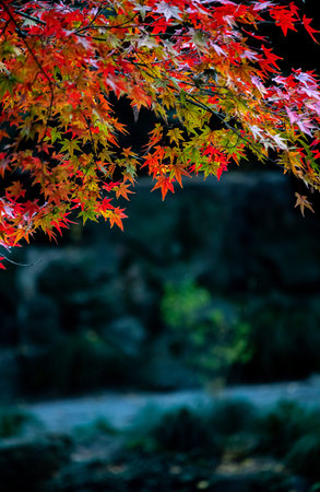 Maple leaf in autumn season at kyoto japan.