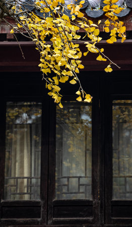 Yellow ginkgo leaves on the windowsill of a Chinese templeの写真素材
