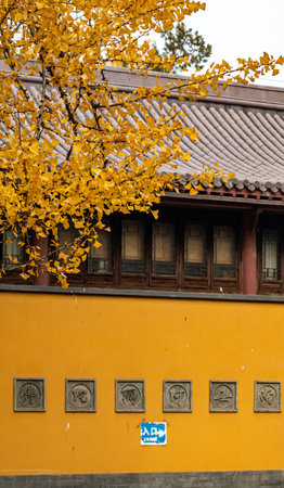 Yellow ginkgo leaves on the wall of an old building.のeditorial素材