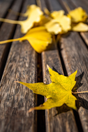 Autumn maple leaves on a wooden table. Selective focus.の写真素材