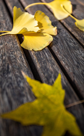 Ginkgo leaves on wooden table. Autumn background with ginkgo leaves.