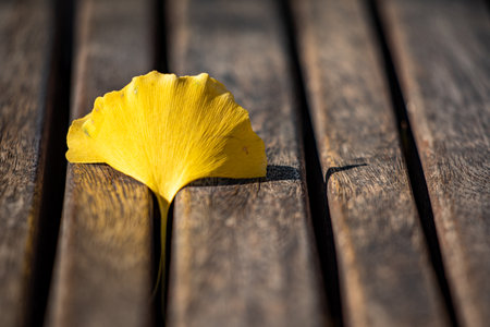 yellow ginkgo leaf on a wooden table with space for textの写真素材
