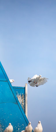seagulls flying in the blue sky, closeup of photoの写真素材